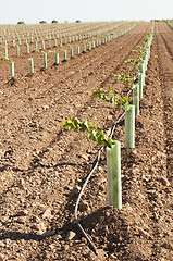 Image showing Newly planted vineyards