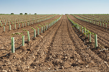 Image showing Newly planted vineyards