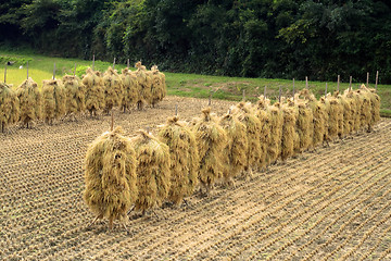 Image showing Autumn rice field