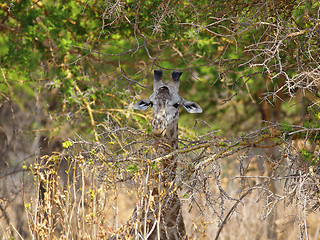 Image showing Wild Giraffe