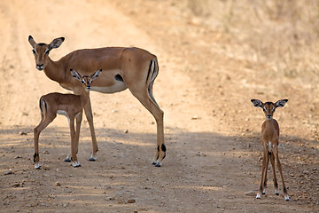 Image showing Wild Impala