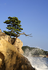 Image showing Matsushima