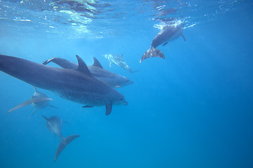 Image showing Wild Dolphins