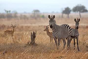 Image showing African Zebra