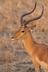 Image showing Wild Impala