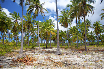 Image showing Mafia Island