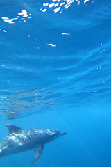 Image showing Wild Dolphins