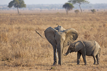 Image showing Wild Elephant