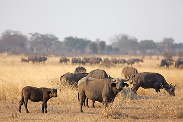 Image showing Wild African Buffalo