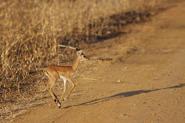 Image showing Wild Impala