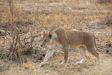 Image showing Wild lion