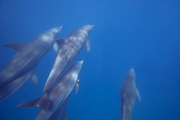 Image showing Wild Dolphins