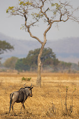 Image showing Wildebeest in Mikumi