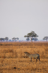 Image showing African Zebra