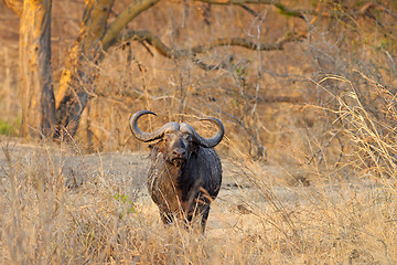 Image showing Wild African Buffalo