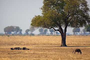 Image showing Wild African Buffalo