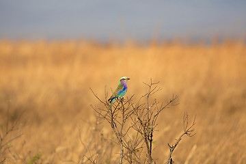 Image showing Lilac-breasted roller