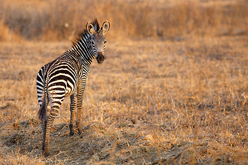 Image showing African Zebra