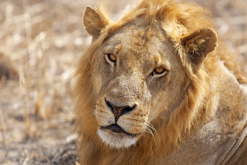 Image showing Wild lion