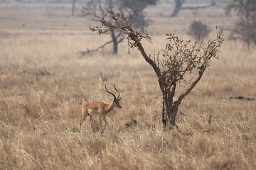 Image showing Wild Impala