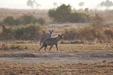 Image showing Hyena in sunrise