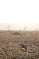 Image showing Hyena in sunrise