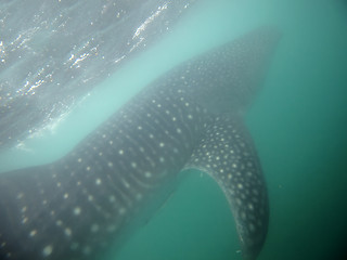 Image showing Whale Shark