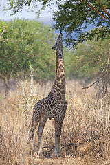 Image showing Wild Giraffe