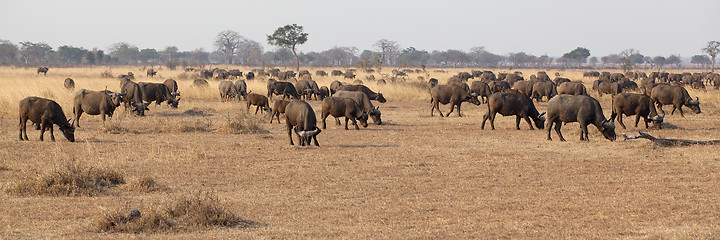 Image showing Wild African Buffalo