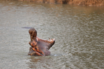 Image showing Wild Hippopotamus