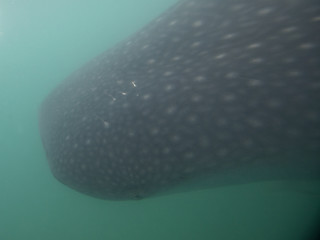 Image showing Whale Shark