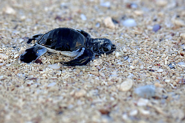 Image showing Green Sea Turtle Hatchling