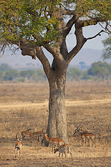 Image showing Wild Impala