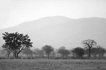 Image showing African Savannah