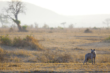 Image showing Hyena in sunrise