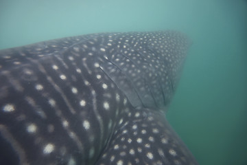 Image showing Whale Shark