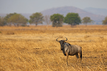 Image showing Wildebeest in Mikumi