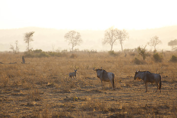 Image showing Hyena in sunrise