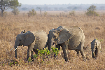 Image showing Wild Elephant