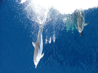 Image showing dolphin on the bow of ship