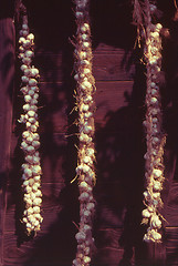 Image showing garlic