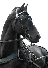 Image showing portrait black friesian horse carriage driving