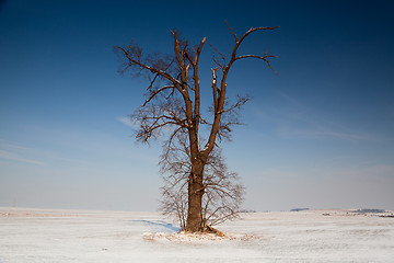Image showing Memorable oak
