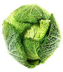 Image showing Savoy cabbage head with water drops