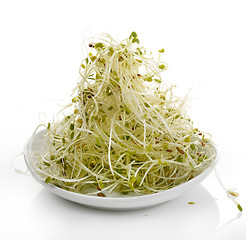 Image showing Fresh Alfalfa Sprouts