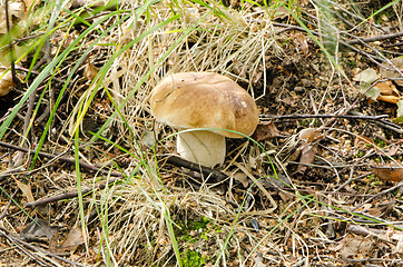 Image showing porcino penny bun boletus edulis cep mushroom 