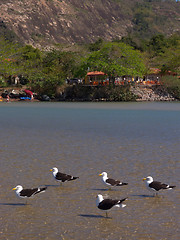 Image showing Restaurant, the lake and the birds gang