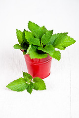 Image showing Stinging Nettle in red bucket 