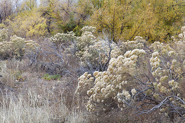 Image showing rabbitbrush and cottonwood 