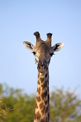 Image showing Wild Giraffe